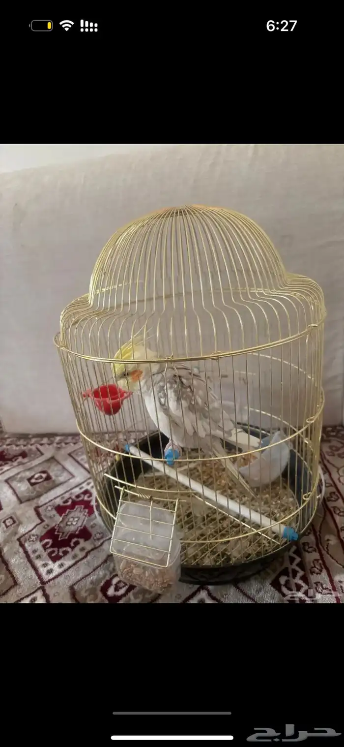 عصفور كروان 0