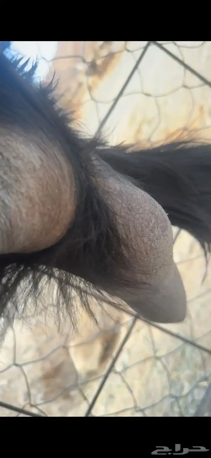 معزا حليب ونظاف شرط 0