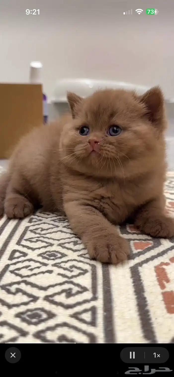 برتش شورت هير انثى للبيع 1