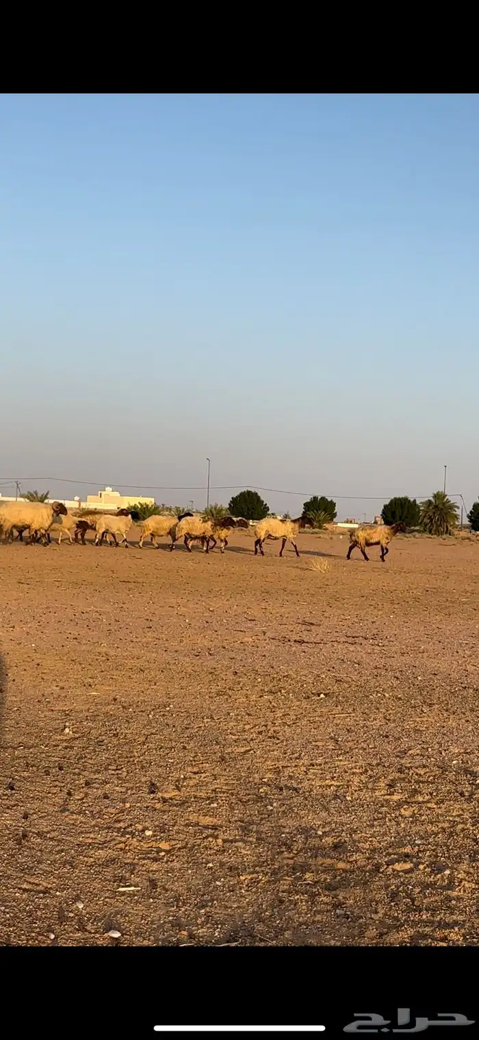 نعيم مقاني 9