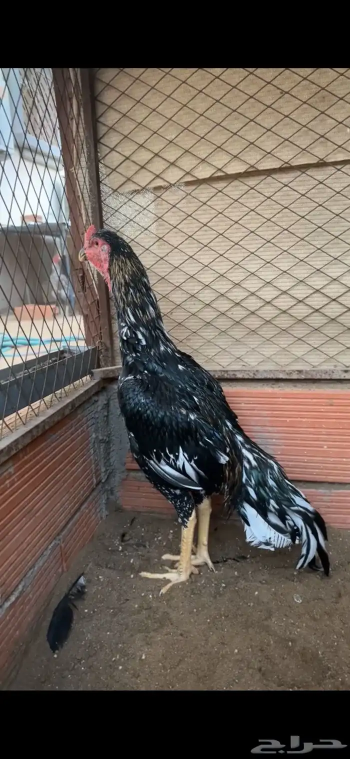 ديك سندي بيور 0