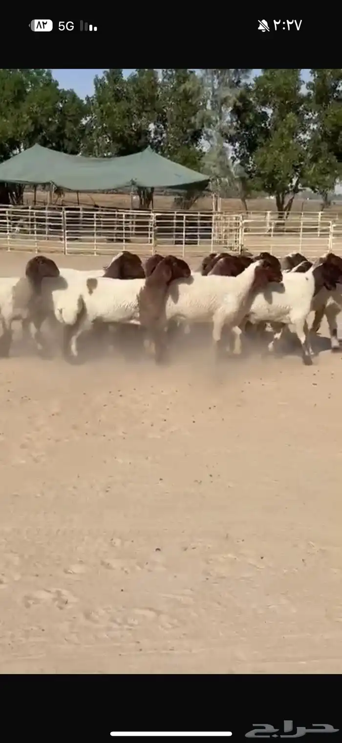 جذعات نعيم صنف 5