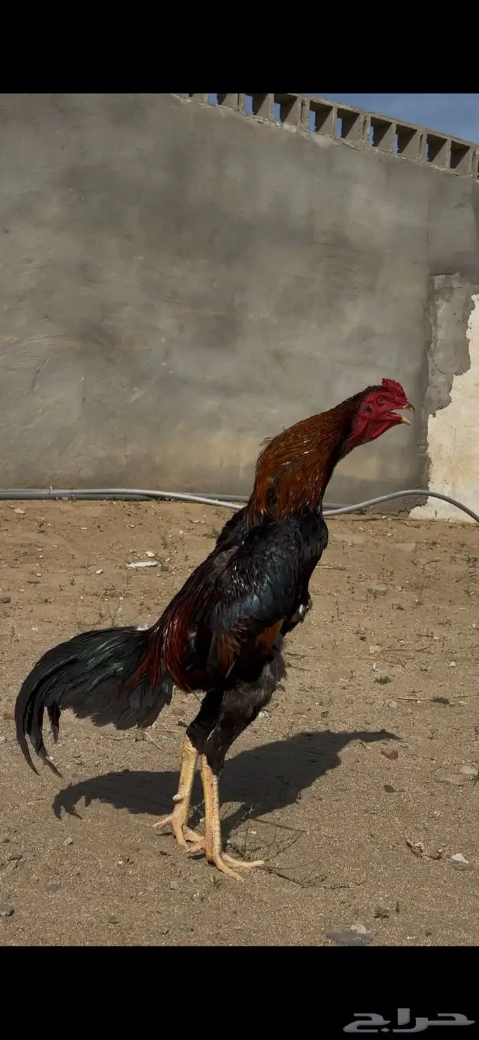 شامو ياباني 1