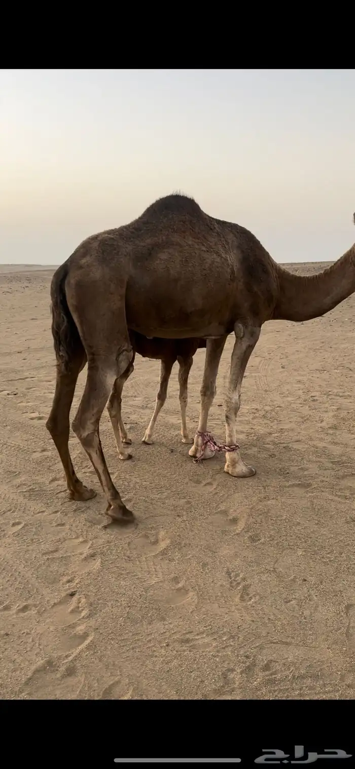 خلفه مصغر فيها الحليب 0