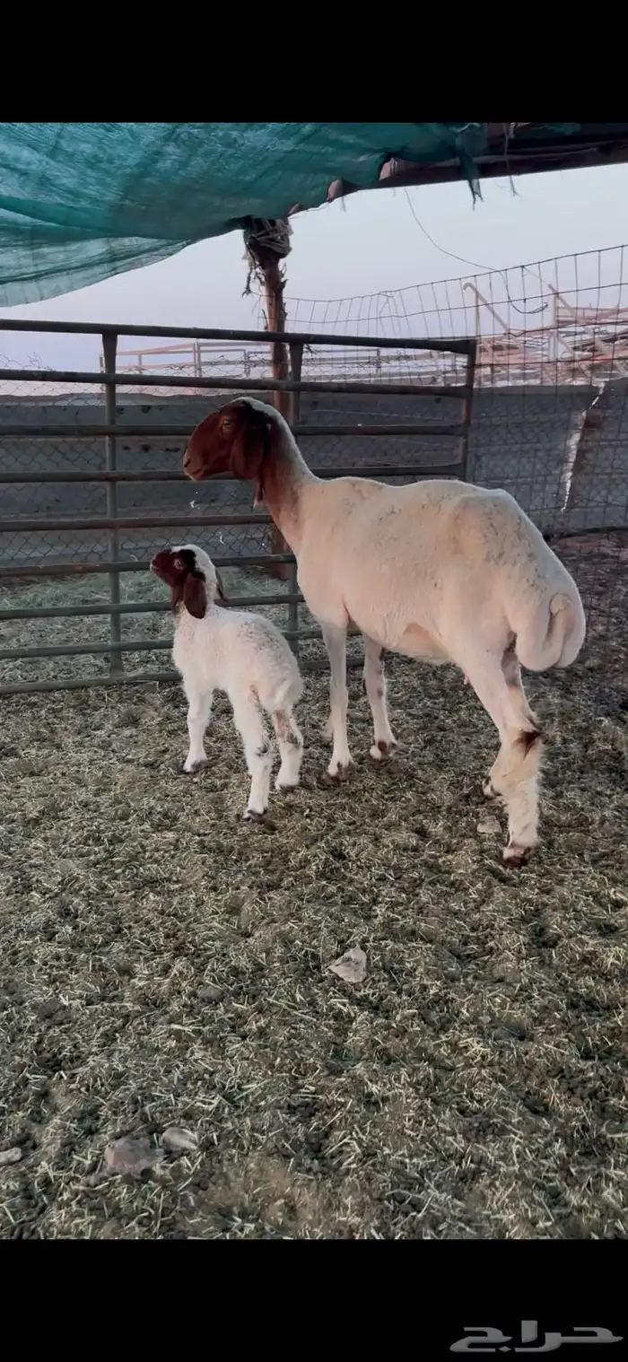 للبيع غنم 2
