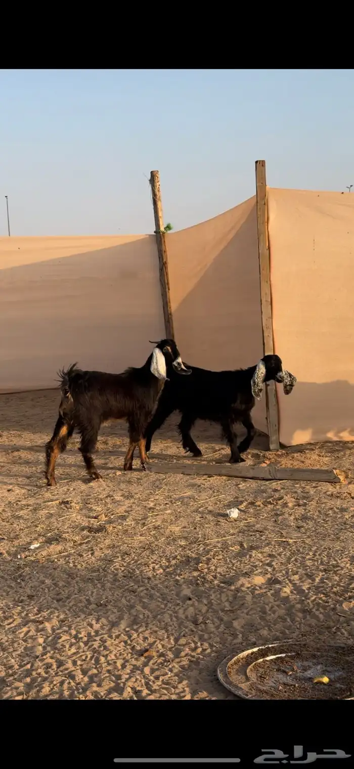 تيس وجفرين 0