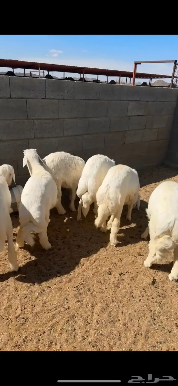 خرفان جبره مبادي 0