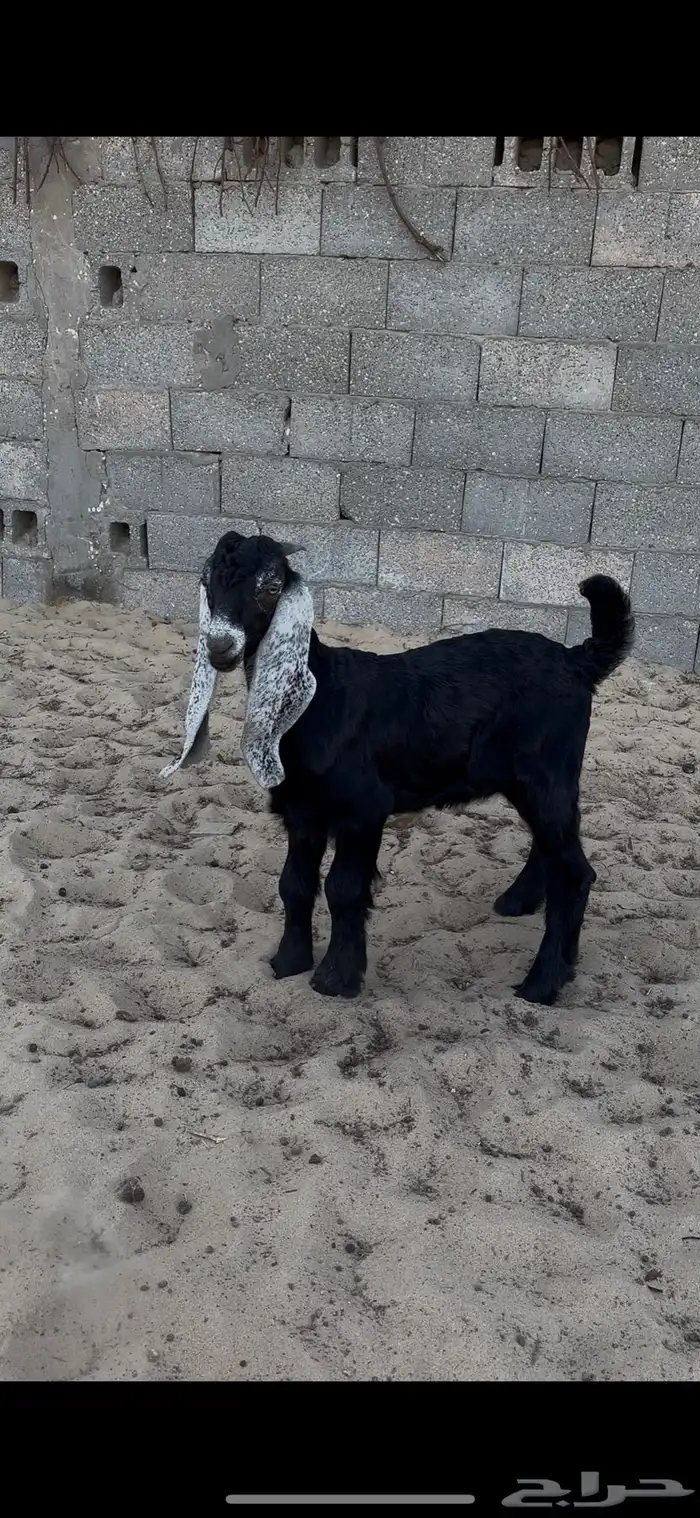 عنز جرم حدرها ذبيحه 1