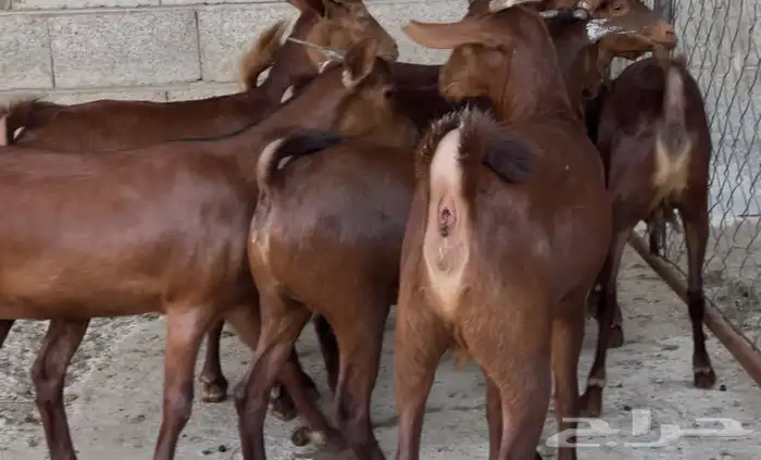 معزا دهم عدد 8 2