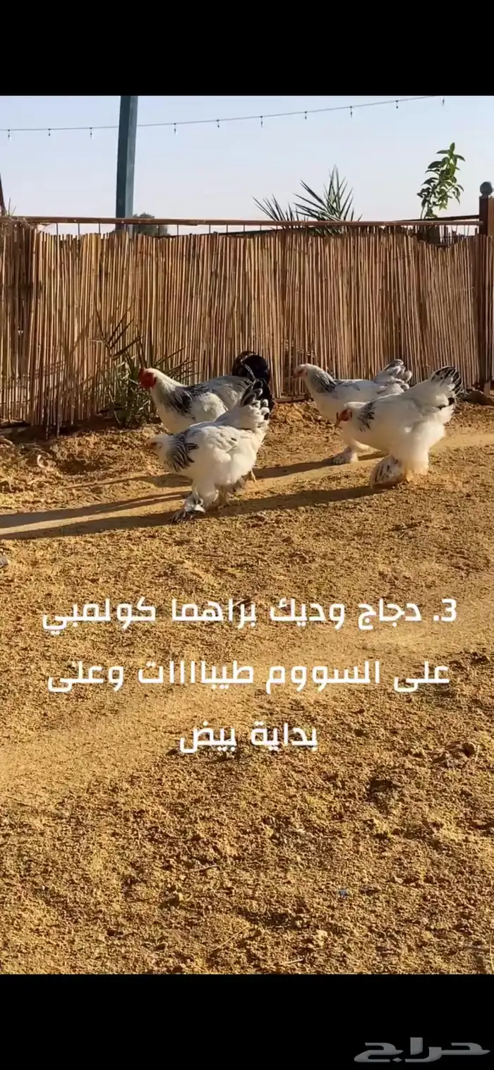 طقم دجاج براهما كولمبي ثلاث والرابع ديك 1