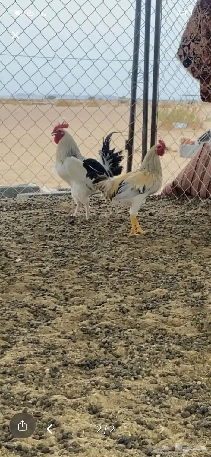 دجاج وديكه 1