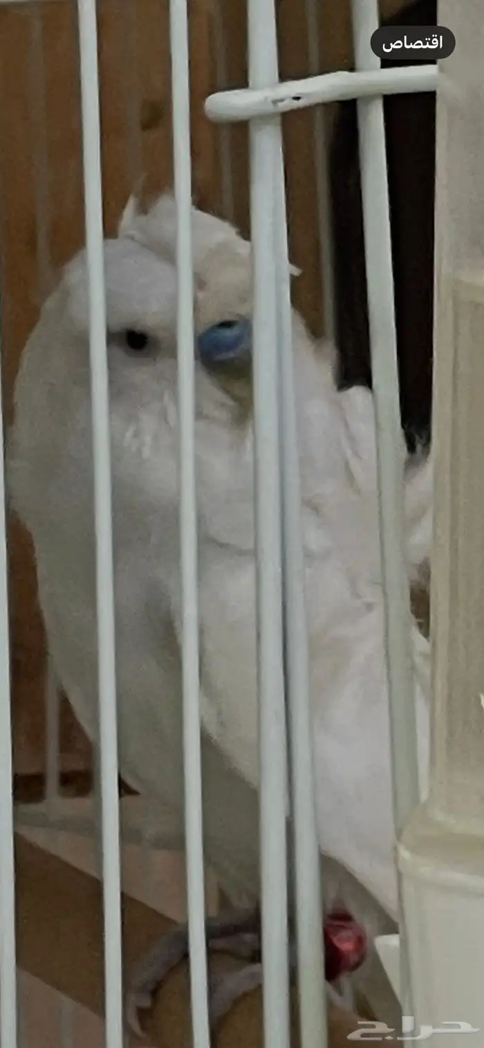 جوز باذجي هوقو تحته ثلاث فروخ 4