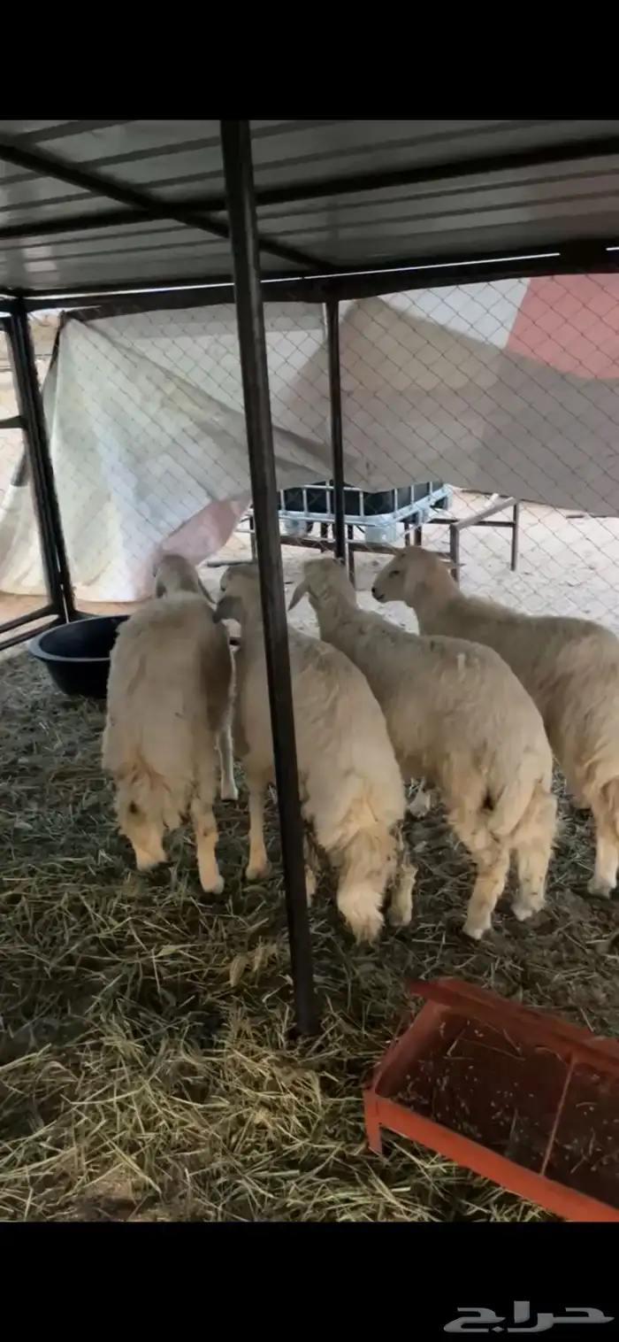 خرفان جبره 0