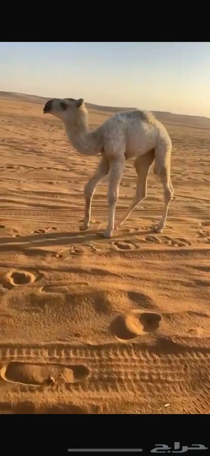 خلفه صفرا طيبه 1