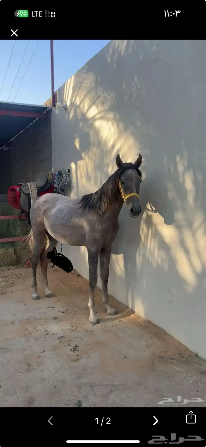 للبيع مهره شعبيه فاخره 1