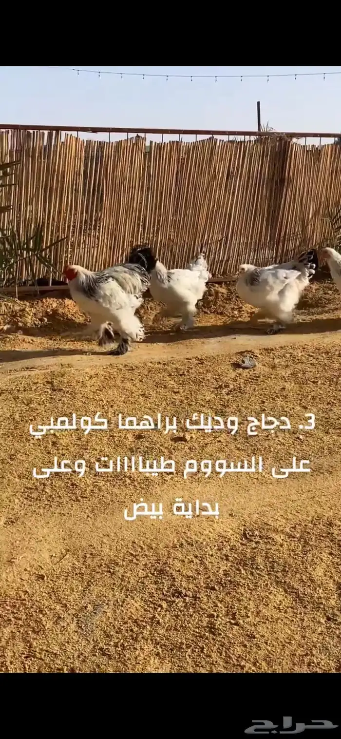 طقم دجاج براهما كولمبي ثلاث والرابع ديك 0