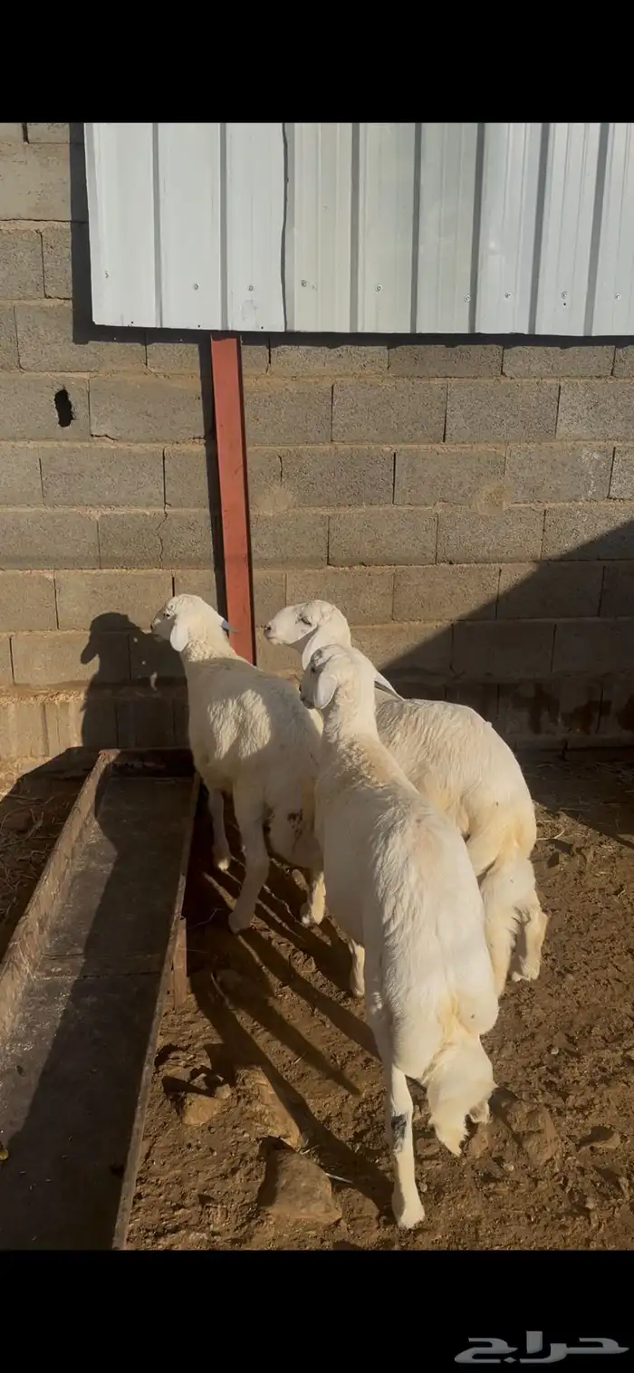 خرفان مسكته 1