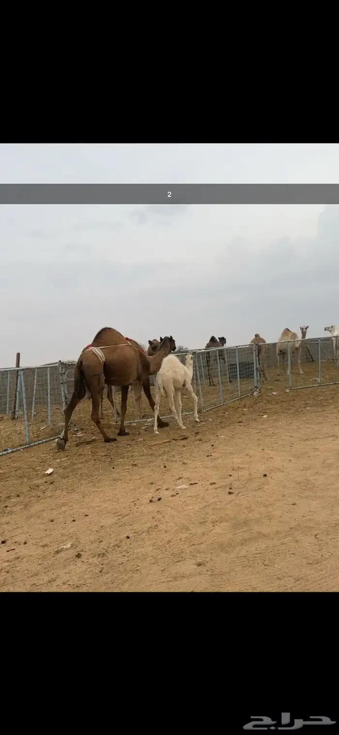 .للبيع خلفات 4