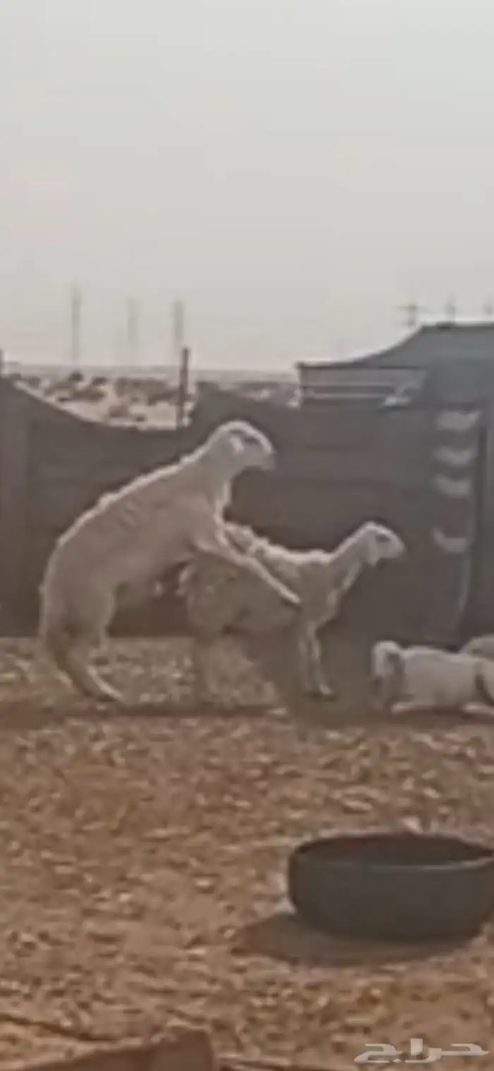 فحل حري حرش سنه رباع شرط النسف والانتاج جرم وشعره 0