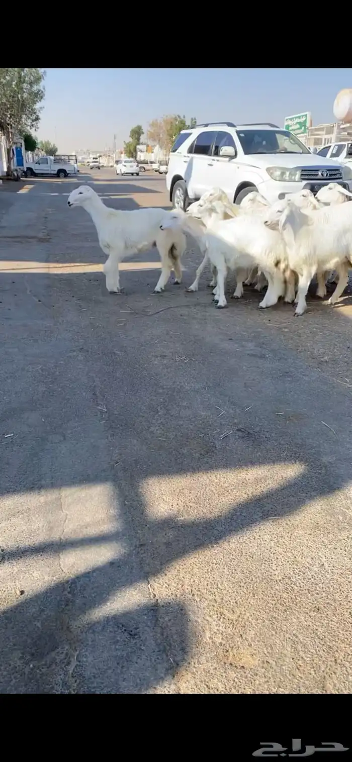 رخال حريات مقاني 0