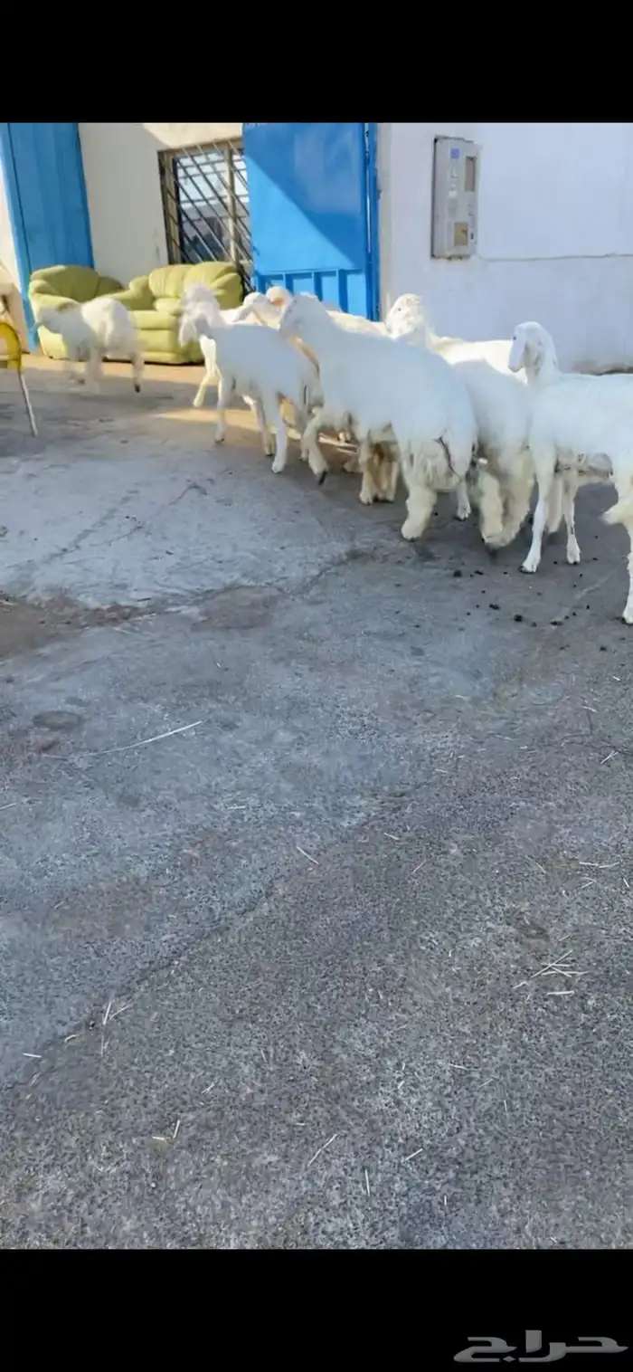 رخال حريات مقاني 2