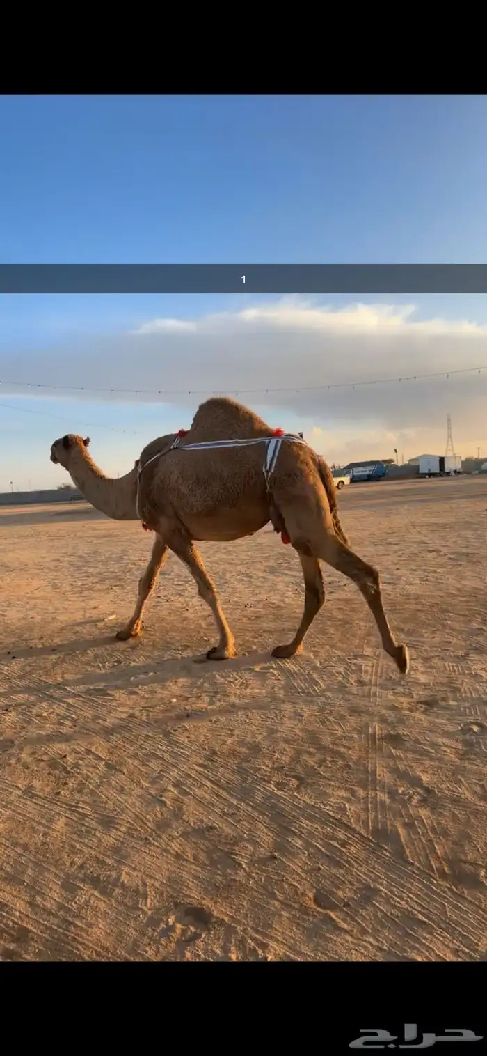 .للبيع خلفات 1