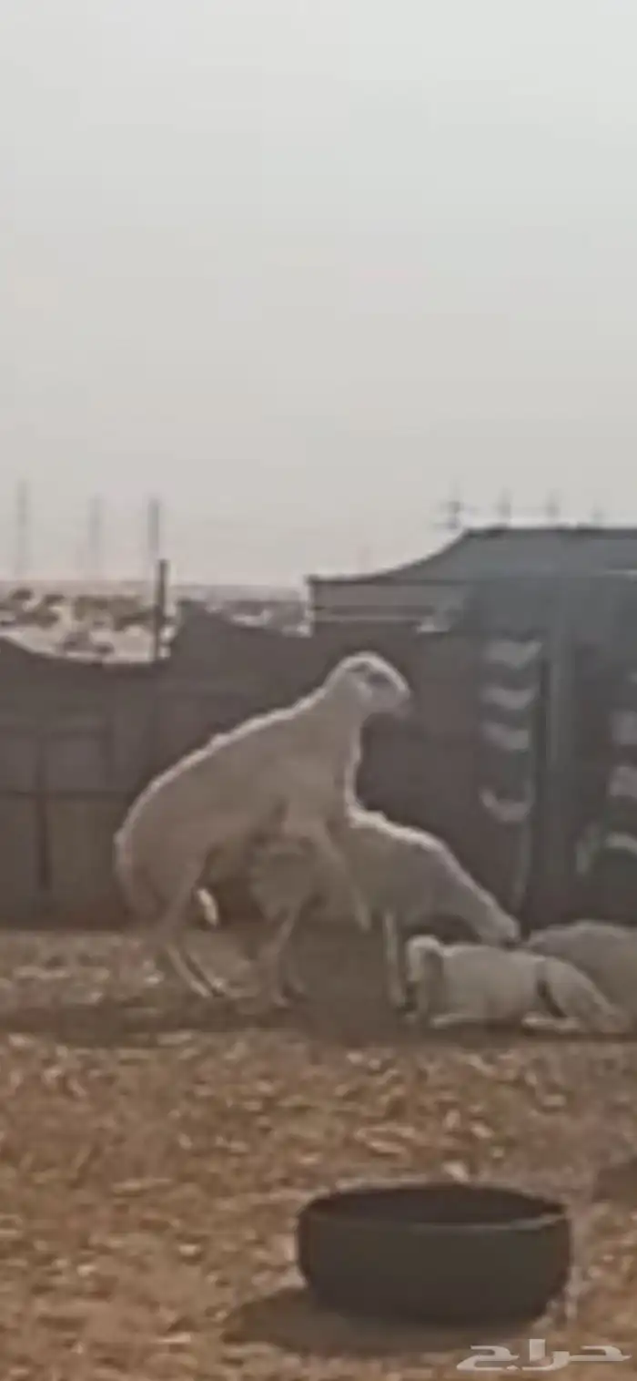 فحل حري حرش سنه رباع شرط النسف والانتاج جرم وشعره 1