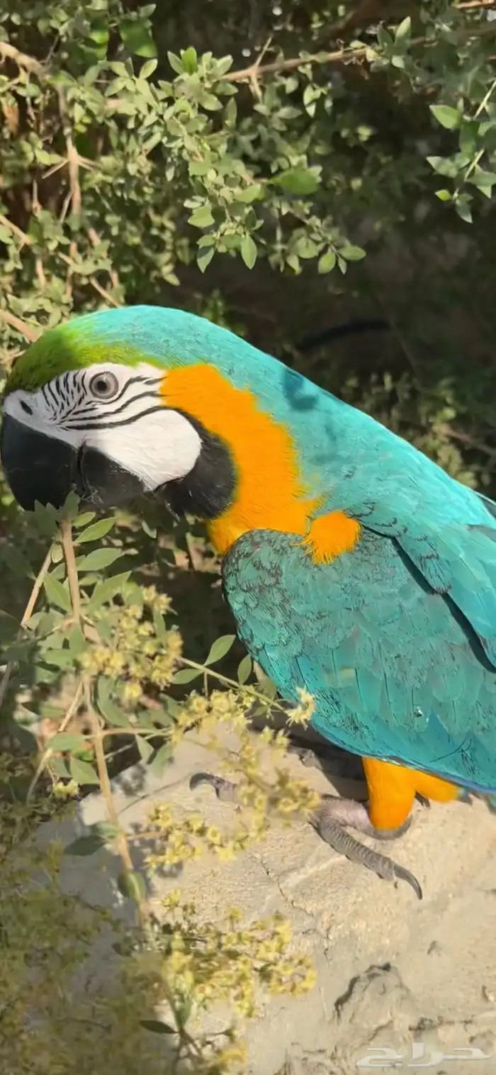 مكاو بلو اند قولد 5