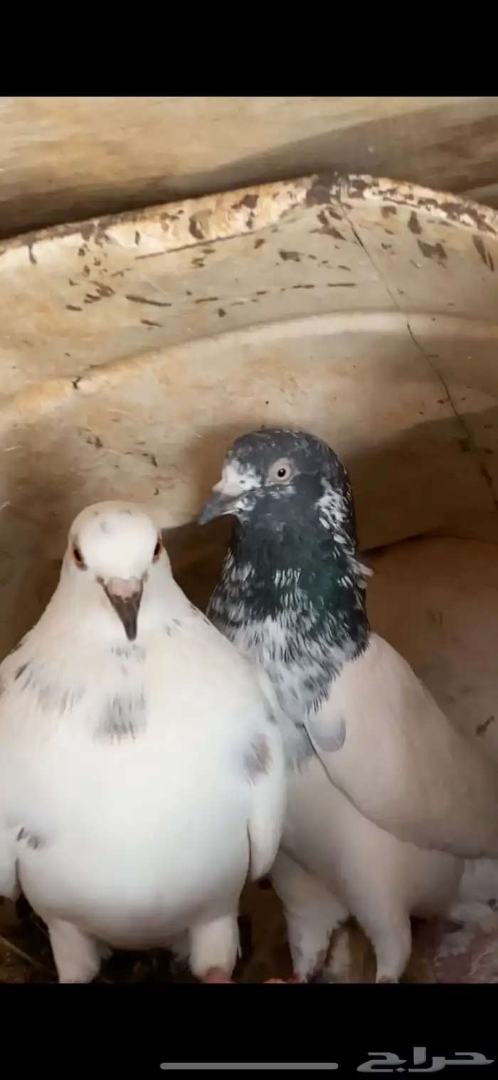 حمام باكستاني 0