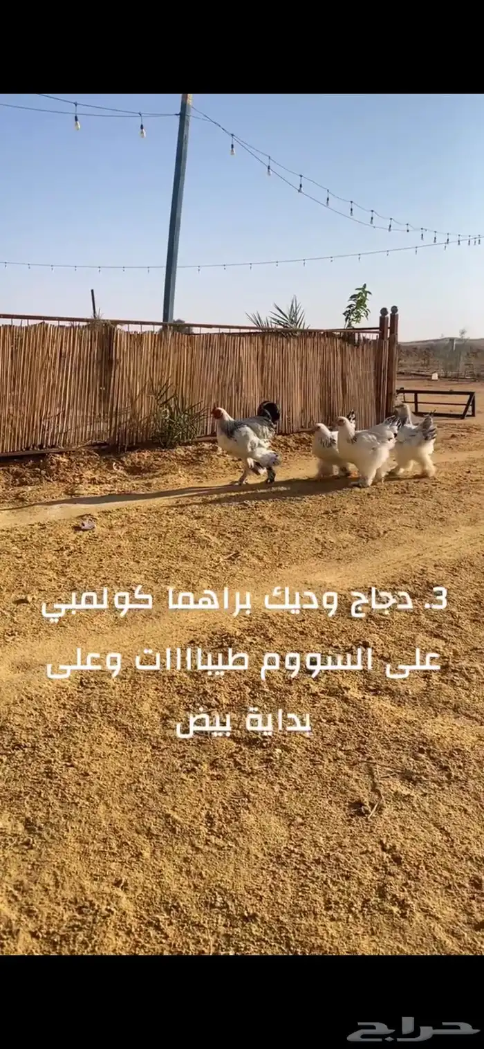طقم دجاج براهما كولمبي ثلاث والرابع ديك 2