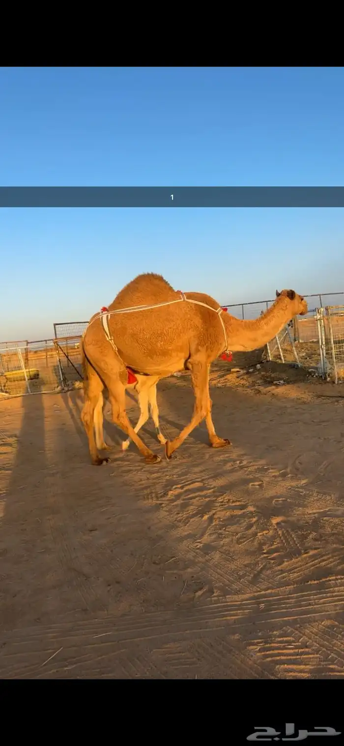 .للبيع خلفات 2