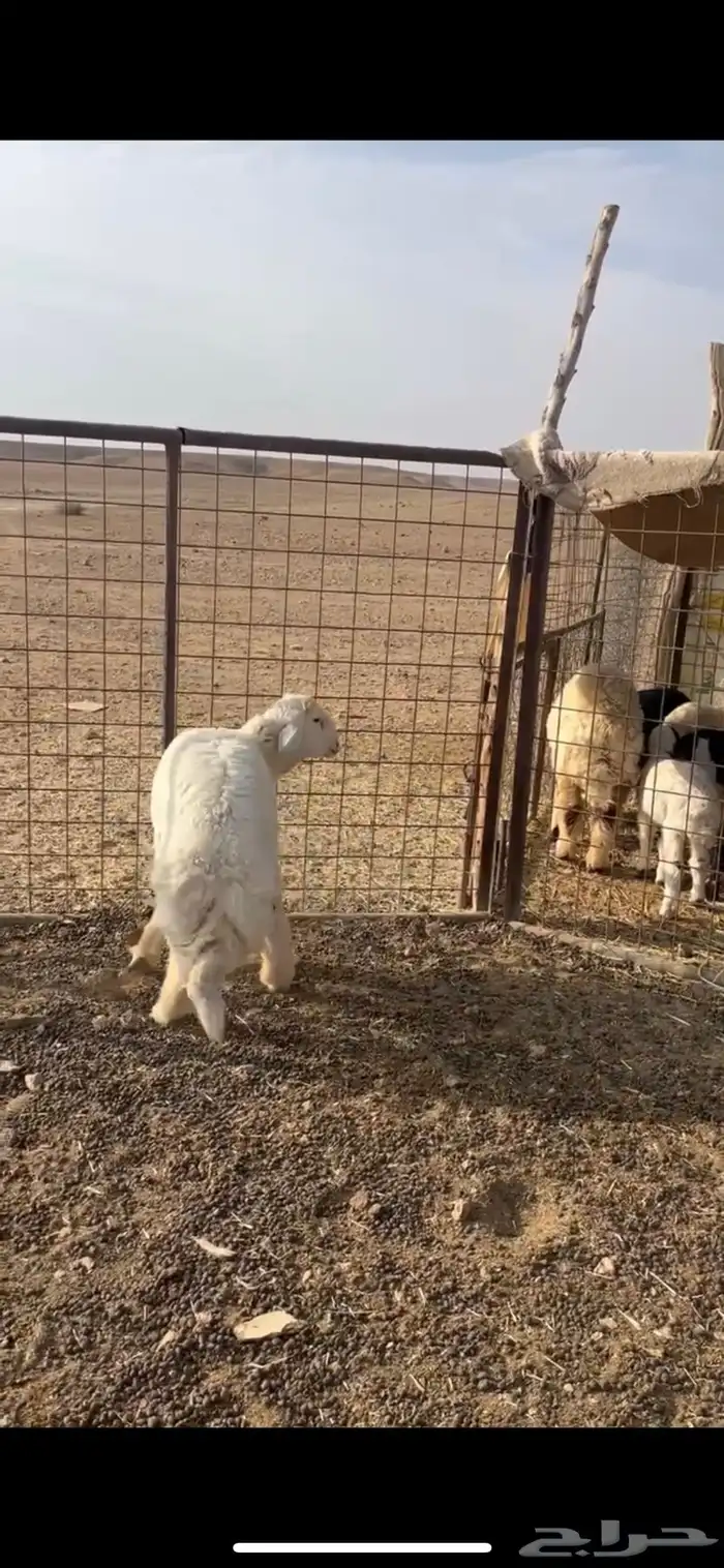 للبيع خروف حري فاخر 0