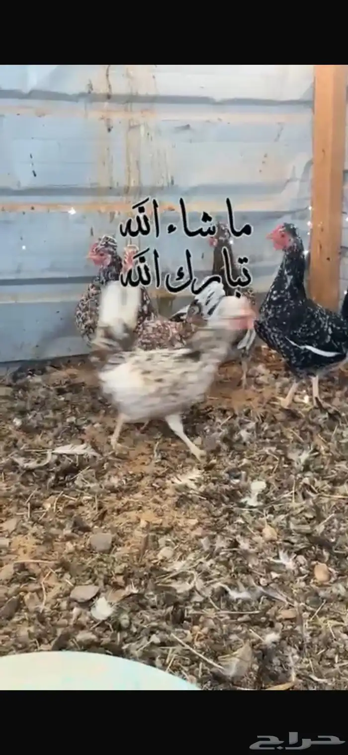 دجاج عربي ترثه 0