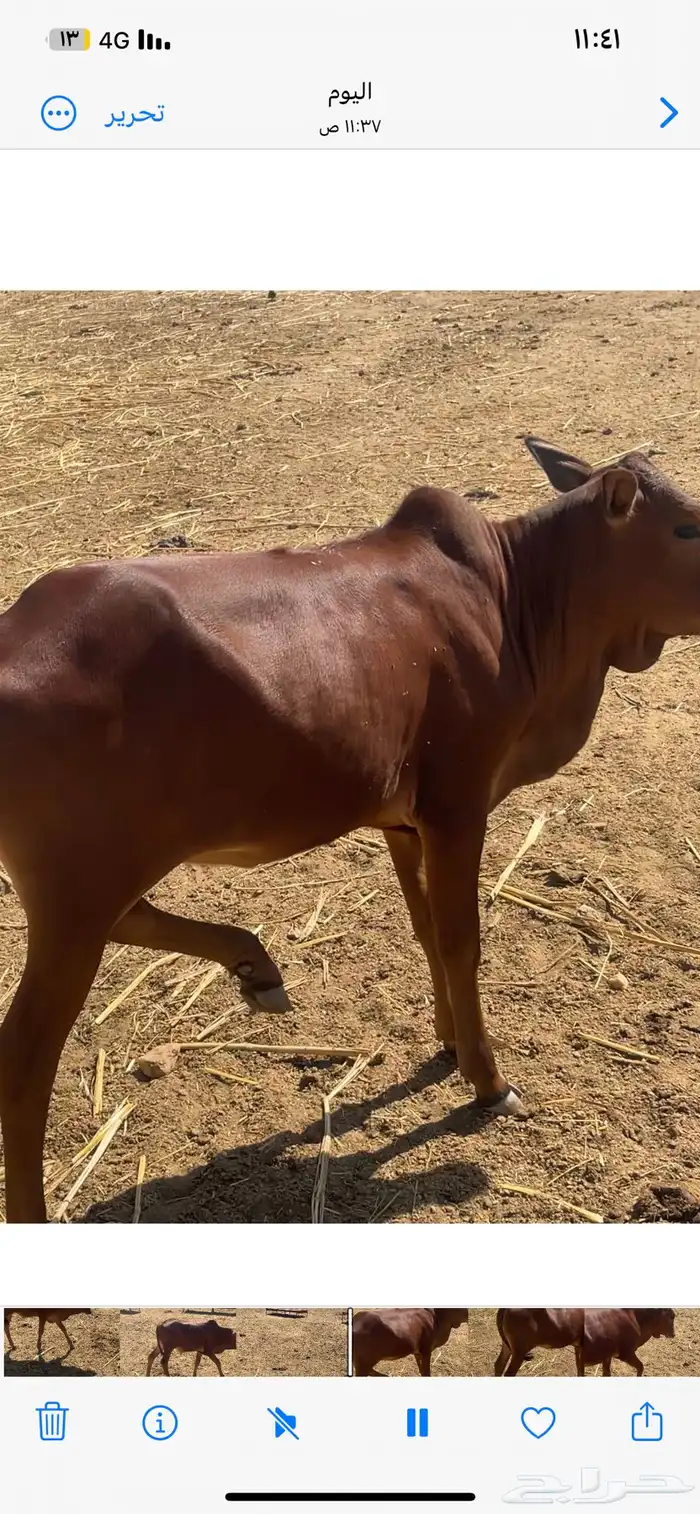 حسيل وحسيله 1