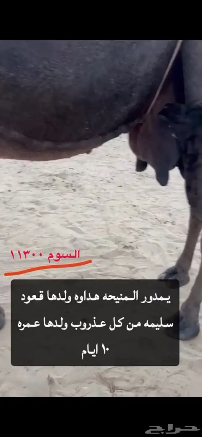 ناقه للبيع 1