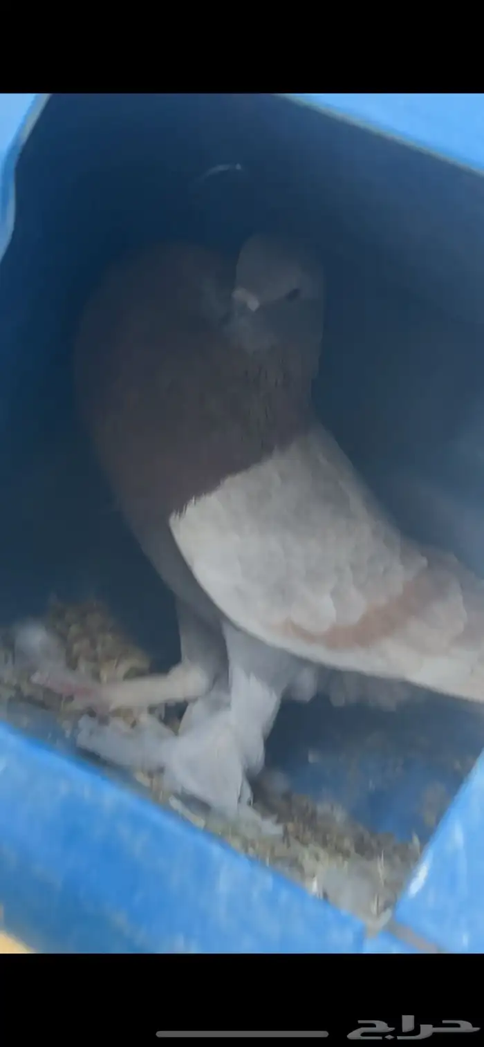 ( عرض خاص ) ذكر حمام نفاخ 3