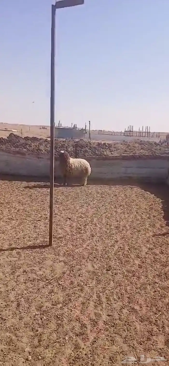 خروف ورخل نعيم 1