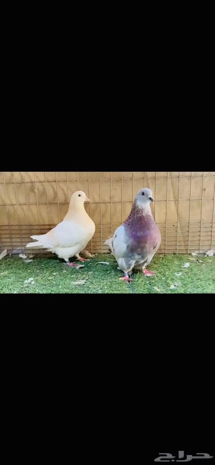 زوج فرش لمن وحامل 1