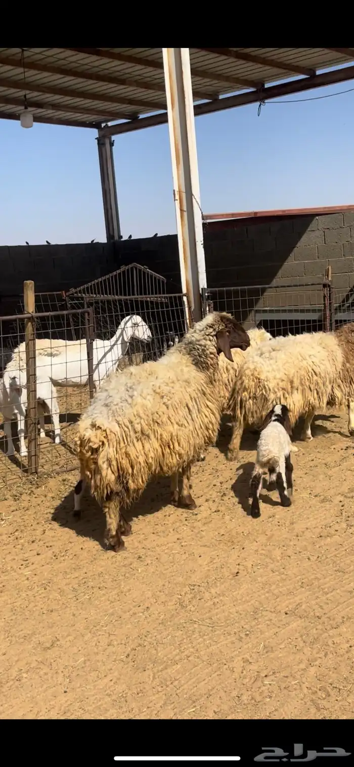 خلفات نعيم 7