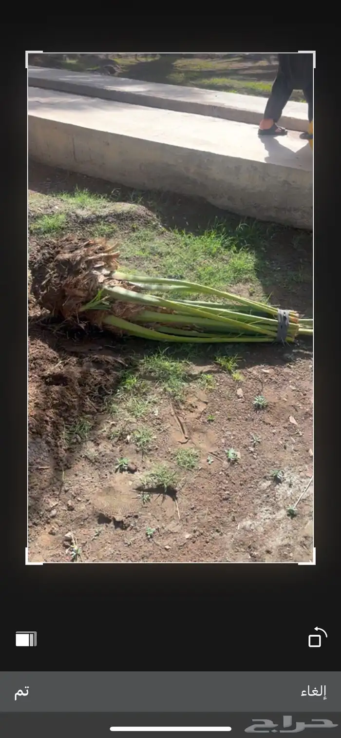 صينو نخل اي نوع 1