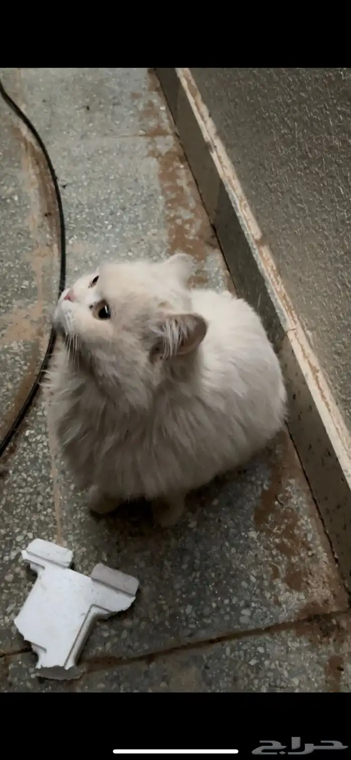 قطة تبني 1