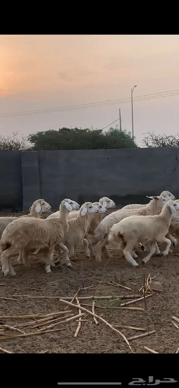 رخال مقنى وذبح مقفله 0