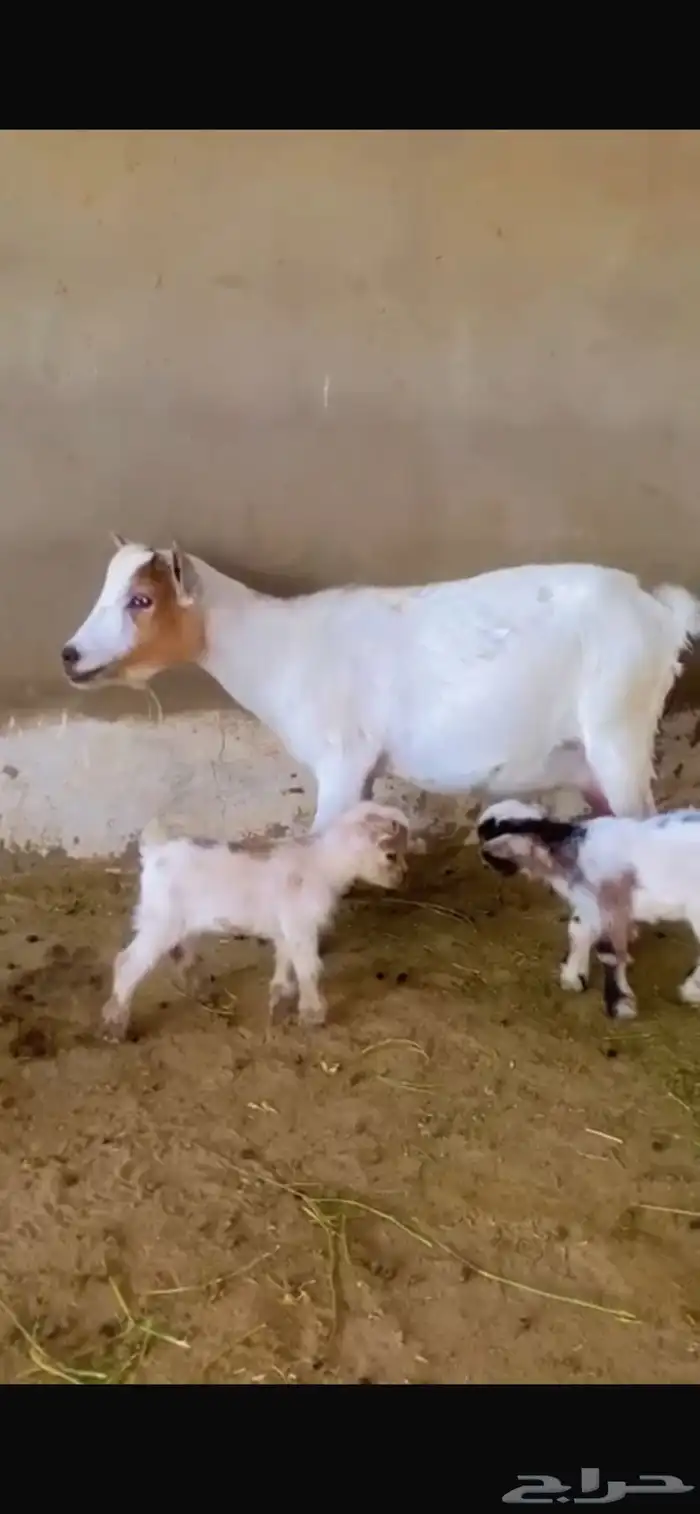 ماعز قزم معاها 2 جفار (اناثي) 0