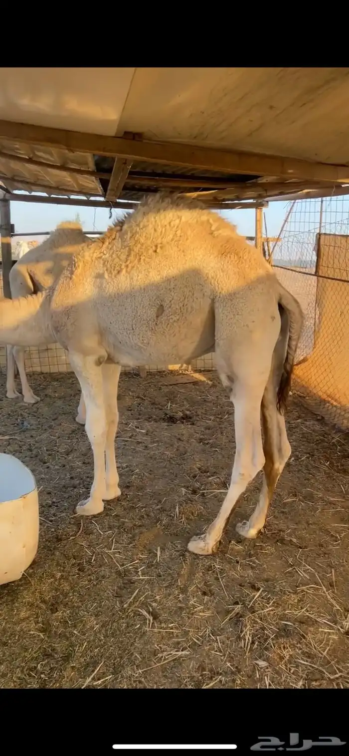 قعود عمره 10 شهور برسيم وحليب 1