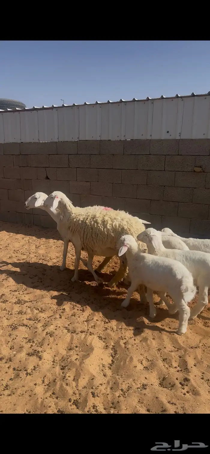 حريات حرش متاويم 0