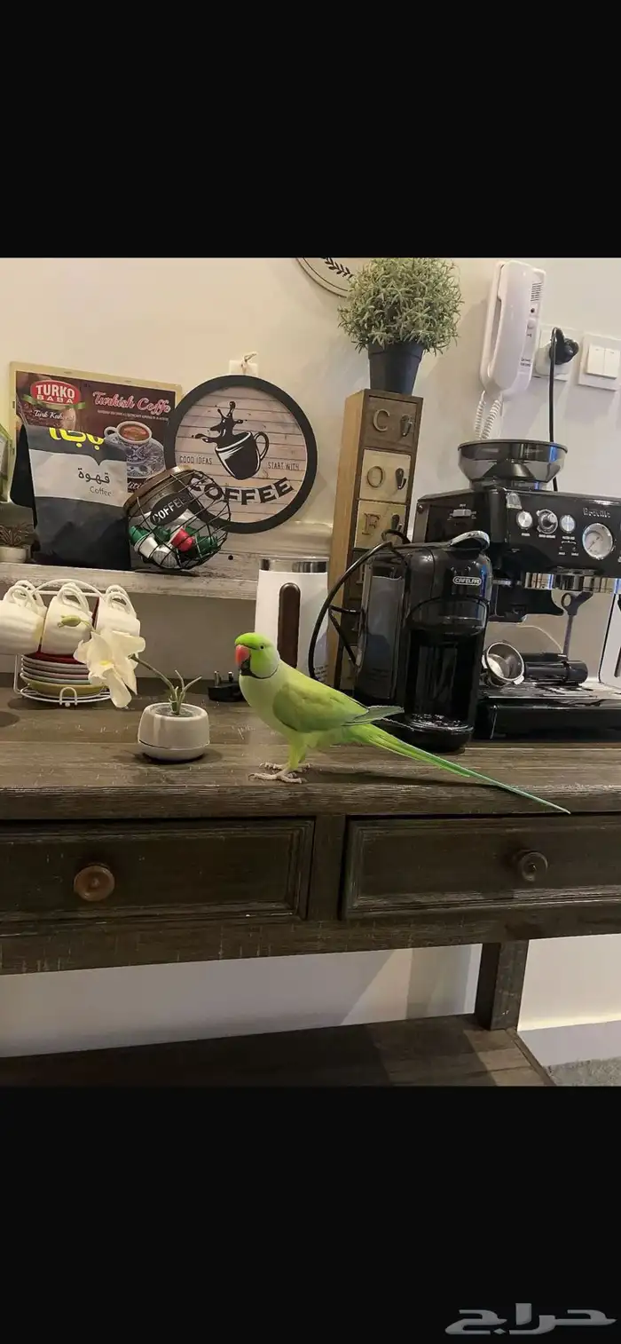 طير دره جدا  جدا  جدا  اليف مفقود بعفيف 0