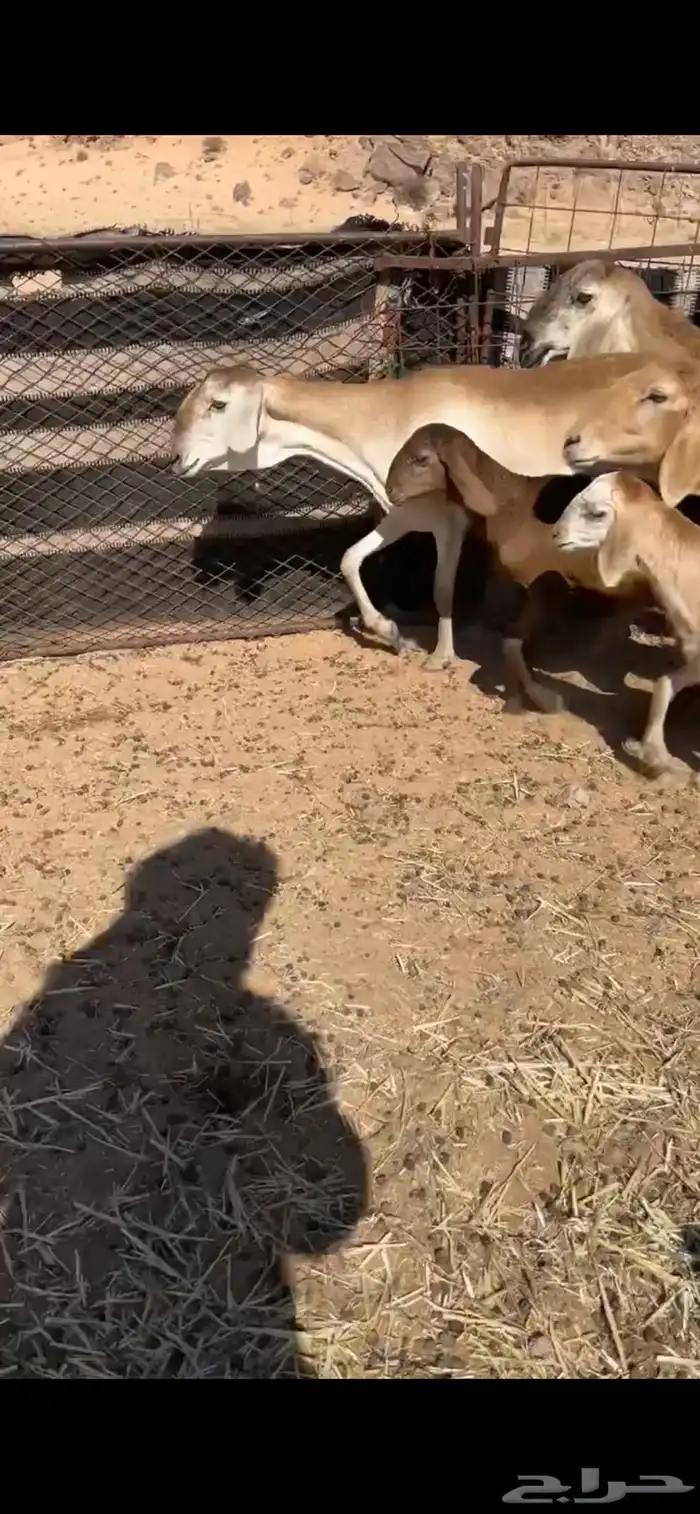 سواكن خلفات 4