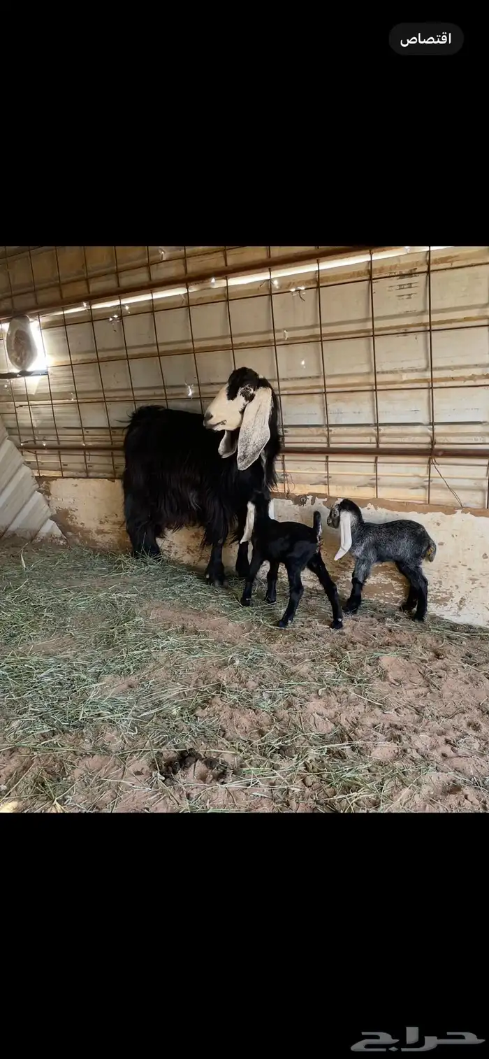 معزا عوارض مواليد 3