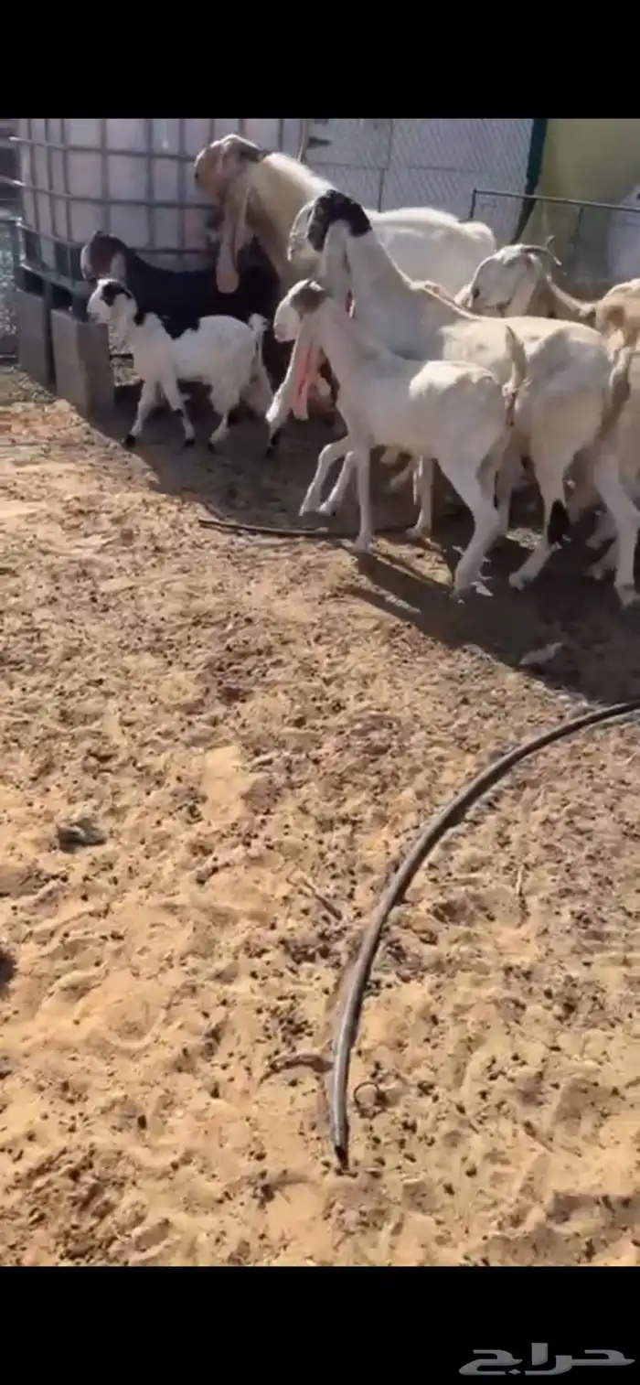 مراح معزه مطورات بيض 3