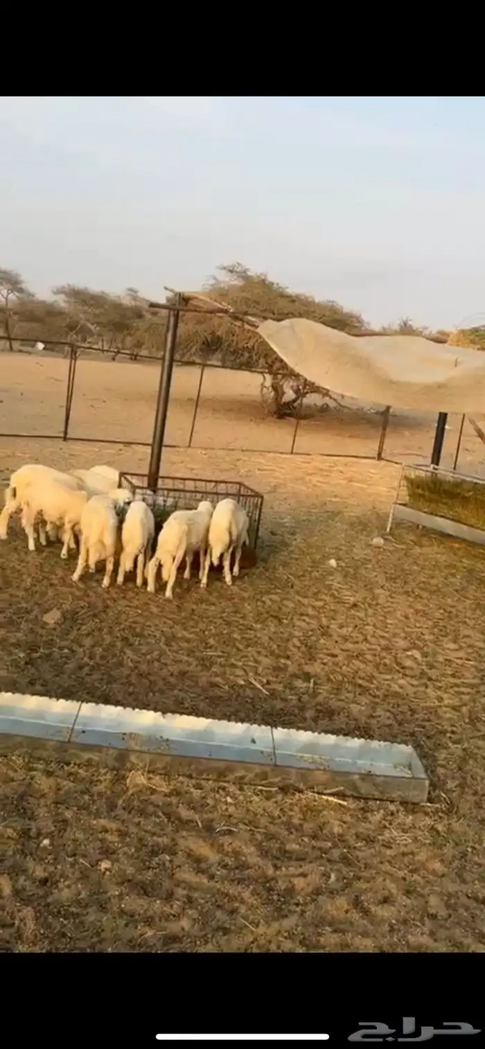 طليان حريه العدد 23 أربع أناثي و 19 ذكران طليان طيبه وممتاز 0